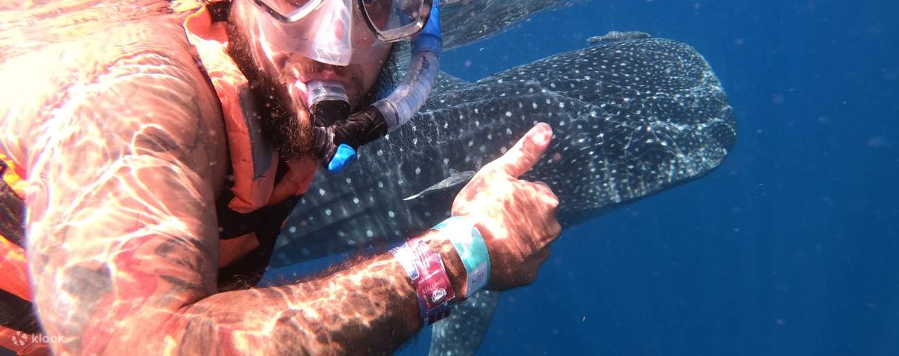 Whale Shark All-Inclusive Snorkeling Experience in Cancun - Klook